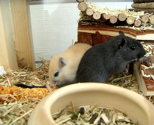 MINOLTA DIGITAL CAMERA